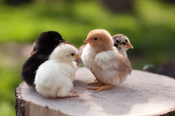 Bebek civcivlerin oturum açma doğa arka plan ayakta duruyorlar. Siyah ve beyaz bebek civcivlerin. En iyi dostlar