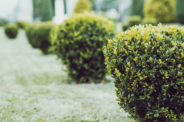 Şimşir yeşil bahçe topları. Kıralık için yapılmış peyzaj. Çalılar ile Park