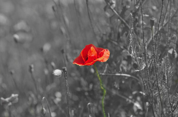 Poppy flower on a black and white meadow. Exception concept