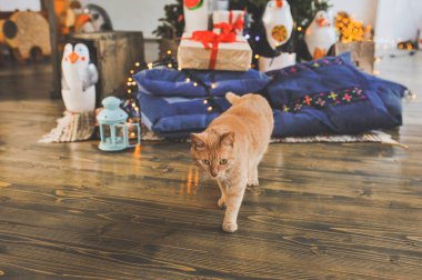Noel arka planında kızıl kedinin yatay fotoğrafı ve metin için fotokopi alanı. Mutlu Noeller ve mutlu yıllar konsepti. Tebrik kartı