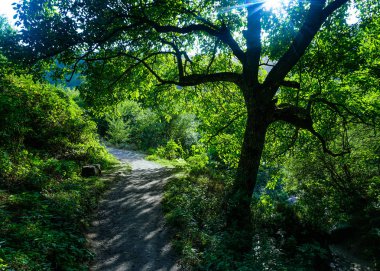 Gori hndzoresk orman ağaç ve yol, öğleden sonra güneş ışınları ile