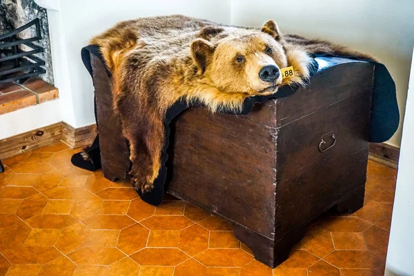 Κεφάλι Αρκούδας Και Γούνα Απόκρυψη Στο Σεντούκι Του Θησαυρού Και — Φωτογραφία Αρχείου