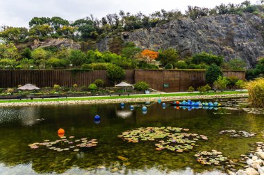 Çin Shanghai Botanik Bahçesi yeşil göl taş kıyısı ve Nilüfer