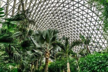 Çin Shanghai Botanik Bahçesi sera farklı türde palmiye ağaçları