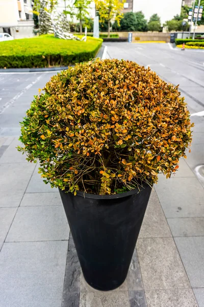 Kirpik kızamık çalı bitki siyah çiçek tencerede