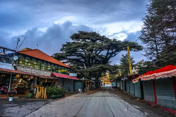 Cedars Bcharre Bůh Lesa Unesco Světového Dědictví Webu Hlavní Silnice — Stock fotografie