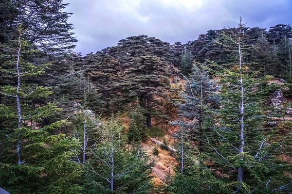 Bcharre Cedros Deus Floresta Património Mundial Unesco — Fotografia de Stock