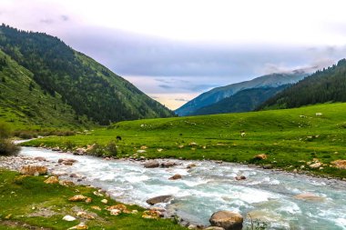 Grigorievka Gorge Kungei Ala ile Kırgızistan'da dağ orman hayvanları Nehri