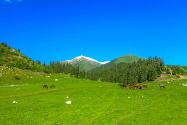 Karakol Gorge Resort manzara kar ile şapkalı Terskey Ala çok dağ atlar