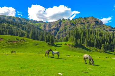 Karakol Gorge Resort manzara kar ile şapkalı Terskey Ala çok dağ atlar