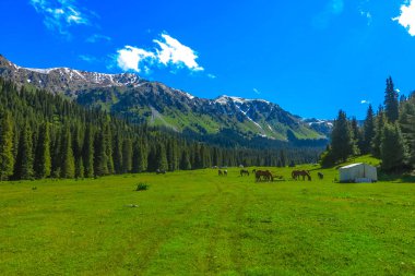 Karakol Gorge Resort manzara kar ile şapkalı Terskey Ala çok dağ Yurt kampı atlar