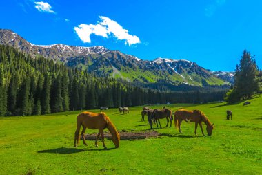 Karakol Gorge Resort manzara kar ile şapkalı Terskey Ala çok dağ Yurt kampı atlar