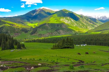 Karakol Gorge Resort manzara kar ile şapkalı Terskey Ala çok dağ Yurt kampı inekler