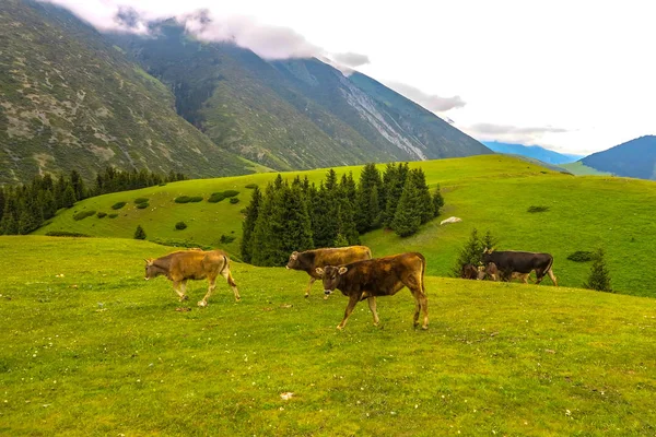 Grigorievka Φαράγγι Στο Κιργιστάν Kungei Ala Πάρα Πολύ Αγελάδων Ορεινό — Φωτογραφία Αρχείου