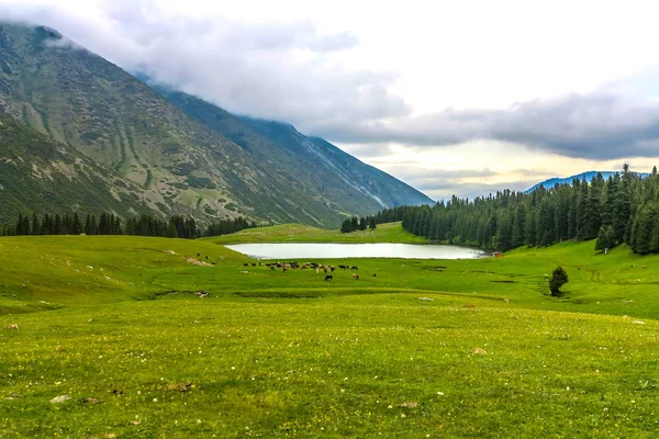 Gorge Grigorievka Kirghizistan Avec Kungei Ala Too Mountain Range Forest — Photo