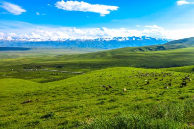 Suusamyr de şapkalı koyun çim arazi Valley manzara View Point otlatma dağ kar