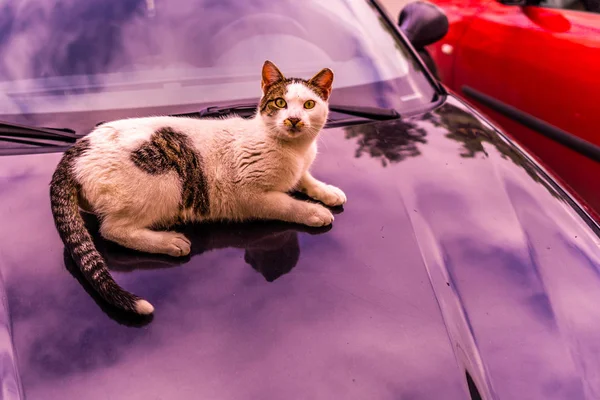 Красочная Кошка Лежит Черном Цветном Автомобиле Крупным Планом — стоковое фото