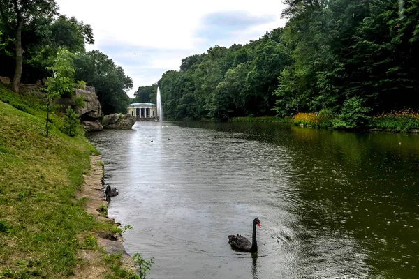 ウーマニ樹木園 Sofiyivka 国立公園英語風景庭園 Nyzhnii スタブ湖黒鳥と噴水 — ストック写真