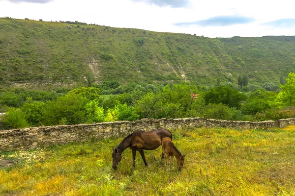 Orheiul Vechi Wieś Starożytnego Miasta Historycznego Kompleksu Konie Trawa Wypas — Zdjęcie stockowe