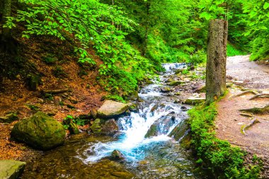 Ukraynalı Karpat Dağları'nda Shypit Ploshanka akışı orman Manzaralı