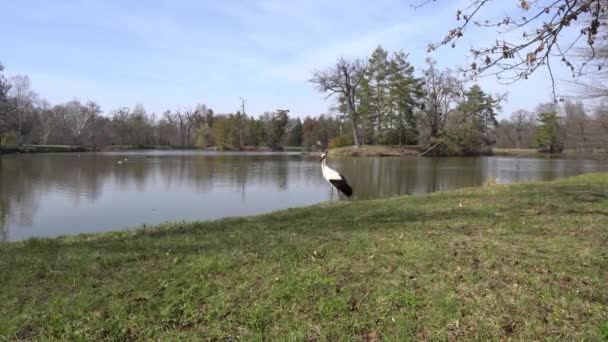 Lednice Valtice slott Stork 02 — Stockvideo