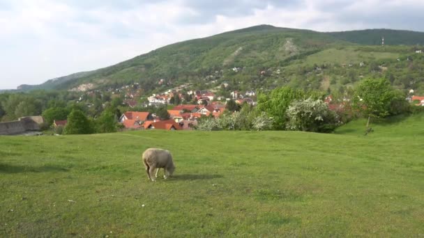 羊は絵のように美しい風景と青い曇りの空と近くのデビン城の丘の上に草を放牧しています — ストック動画