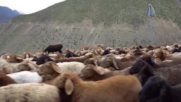 Ayni Anzob Pasar rebaño de ovejas 55 — Vídeo de stock