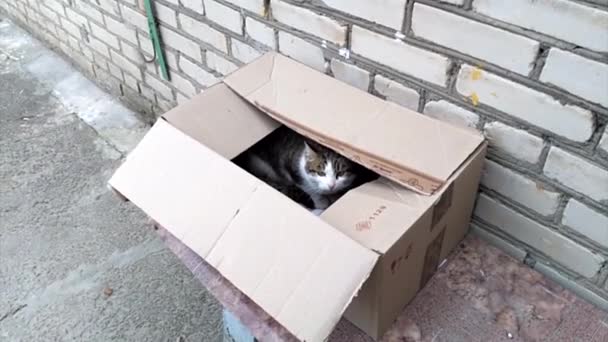 Pisică Albă Persiană Pufoasă Într Cutie Prezentă — Videoclip de stoc