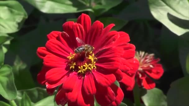 Abelha Uma Flor Reúne Néctar — Vídeo de Stock