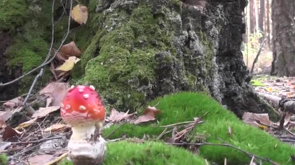 Δύο Στίγματα Δηλητηριώδη Μανιτάρια Στο Δάσος — Αρχείο Βίντεο