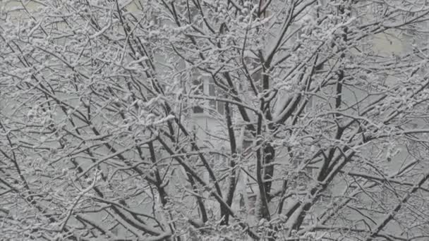 Arbusto Cubierto Nieve Frente Del Cielo Azul Amplia Vista Angular — Vídeos de Stock