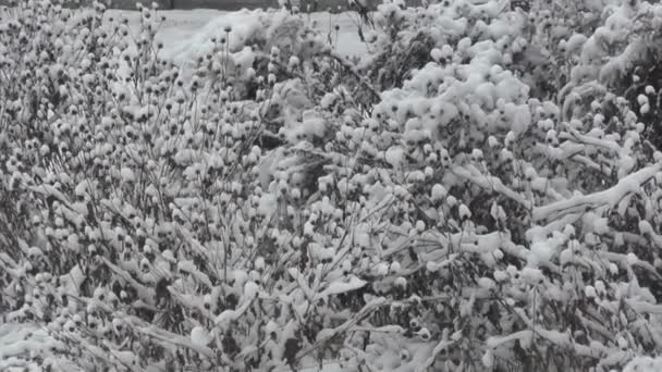 Pokryte Śniegiem Krzew Przed Błękitne Niebo Szeroki Kąt Widzenia — Wideo stockowe