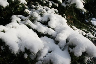 çam dalları buz ve kar ile, kış doğası arka plan