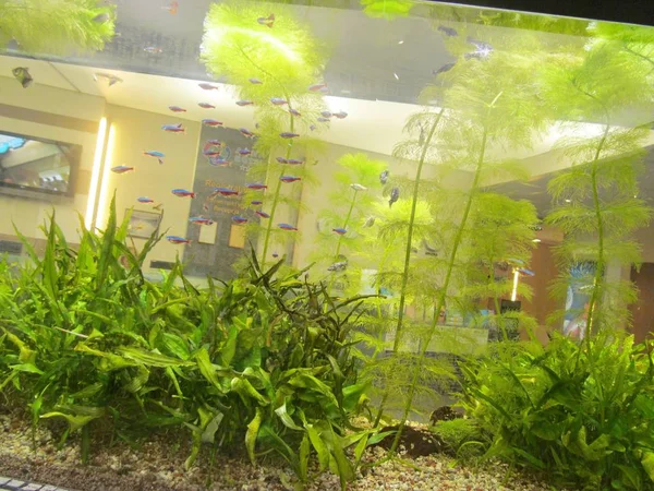 水族館の魚の水のガラス — ストック写真