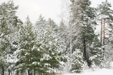 çam dalları buz ve kar ile, kış doğası arka plan