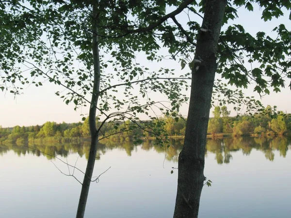 Green Trees River Spring — Stock Photo, Image