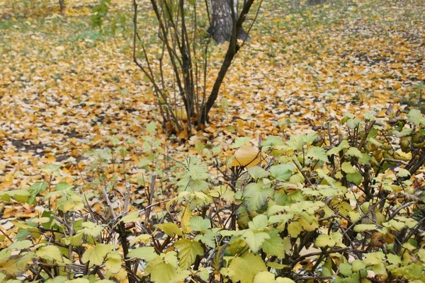 Forest Lane Barvách Podzimu — Stock fotografie
