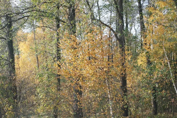 Forest Lane Autumn Colors — Stock Photo, Image