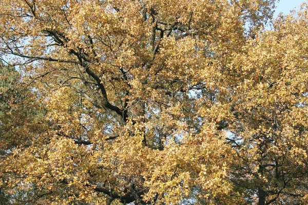 Waldweg Herbstfarben — Stockfoto