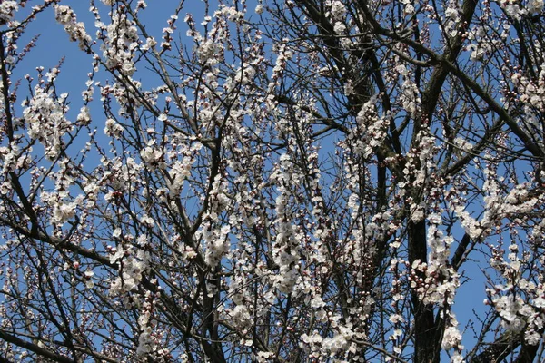 Primavera Árvore Cereja Florido Dia Ensolarado Abelha Uma Flor — Fotografia de Stock