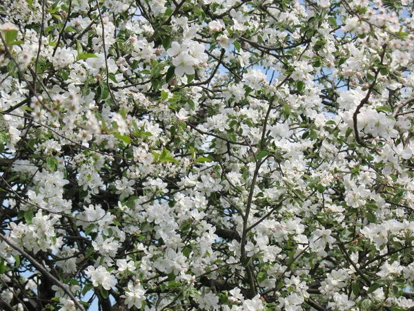 Spring Flowering Cherry Tree Sunny Day Bee Flower — Stock Photo, Image