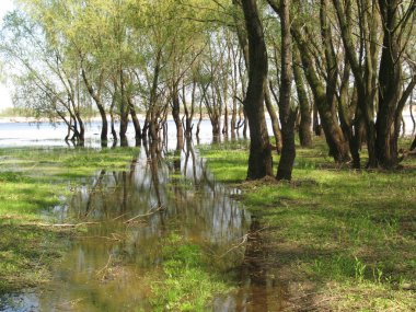 Yeşil ağaçlar nehir bahar