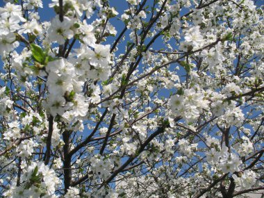 Güneşli bir bahar çiçekli kiraz ağacı. Arı bir çiçek