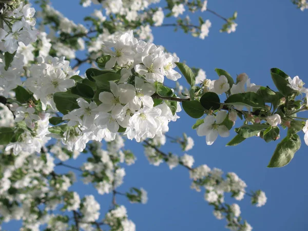 Güneşli bir bahar çiçekli kiraz ağacı. Arı bir çiçek