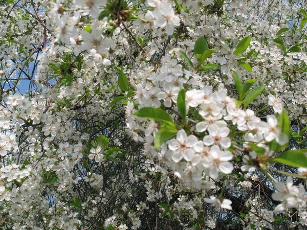 Spring Flowering Cherry Tree Sunny Day Bee Flower Stock Image