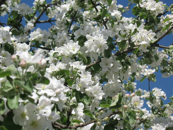 Spring Flowering Cherry Tree Sunny Day Bee Flower Stock Image