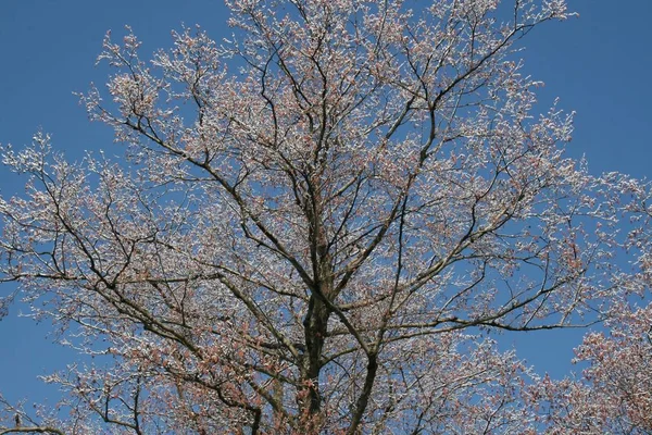 Parque florestal de inverno — Fotografia de Stock