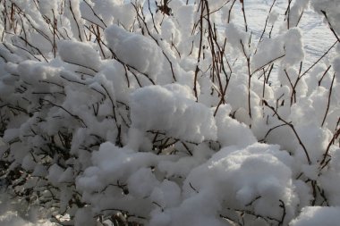 Karda çimen