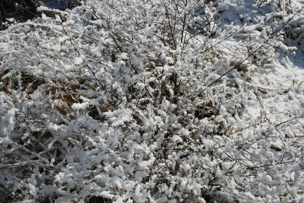 Трава в снегу — стоковое фото