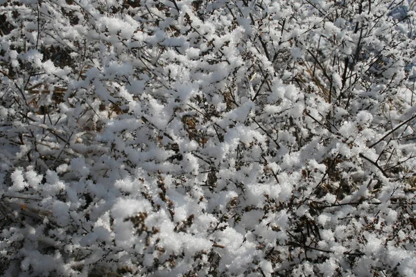 雪地里的草 — 图库照片